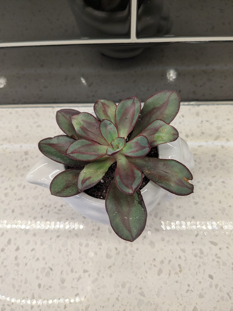Thanks for Helping me Grow - Potted Plant bundle