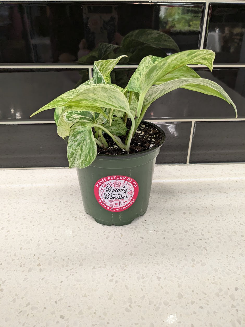 Pothos - Marble Queen