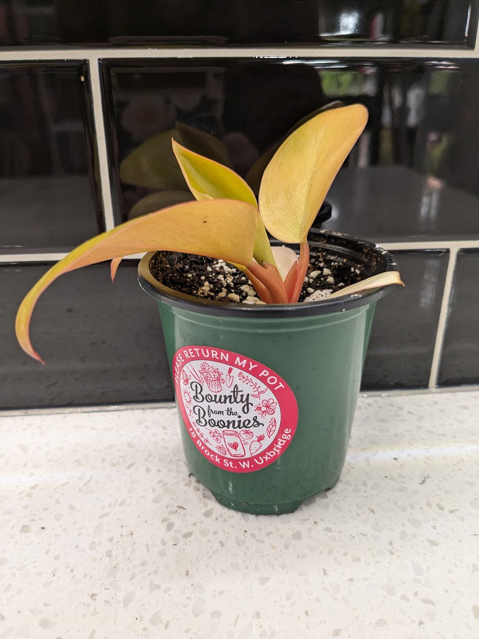 Philodendron Mars
