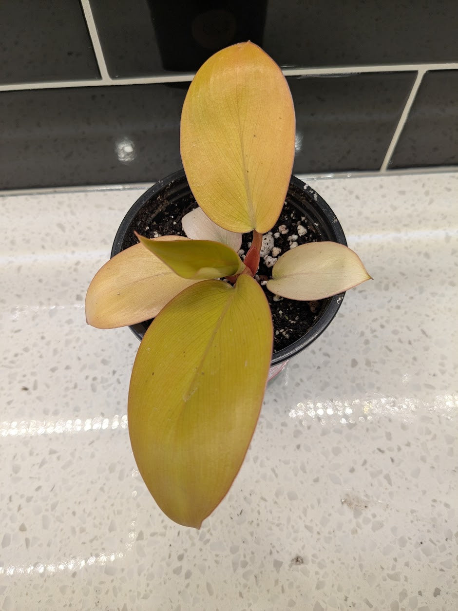 Philodendron Mars