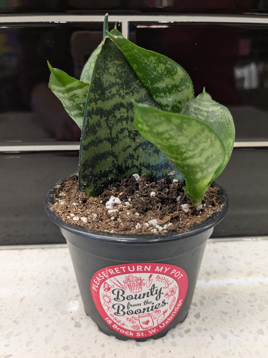 Baby Snake Plant