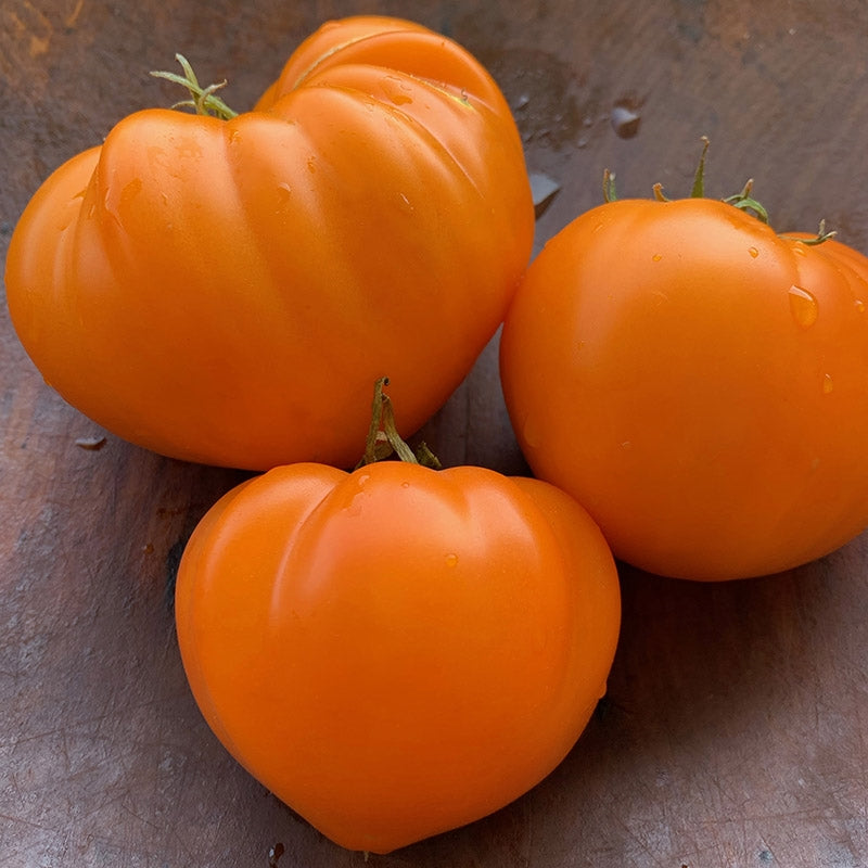 Tomato, Orange Strawberry, Seedlings