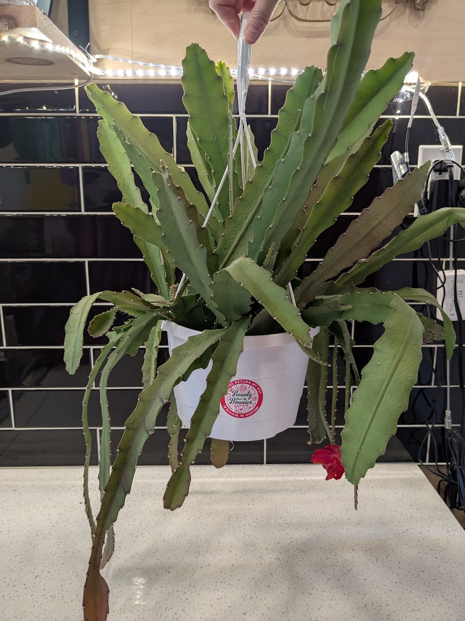 Orchid Cactus