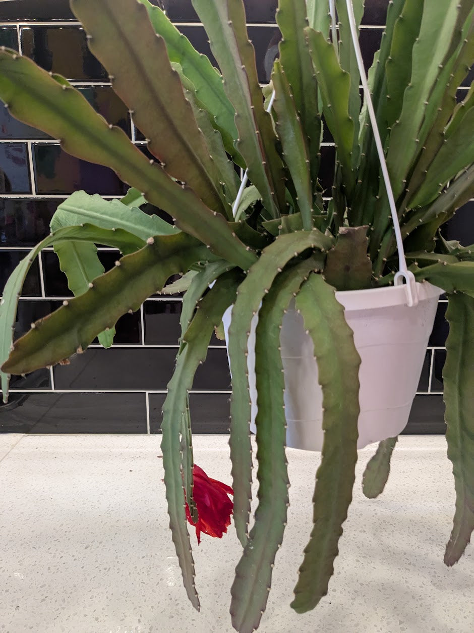 Orchid Cactus