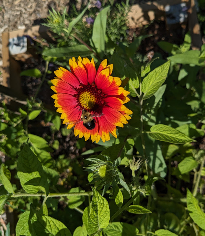 Blanket Flower Seedlings