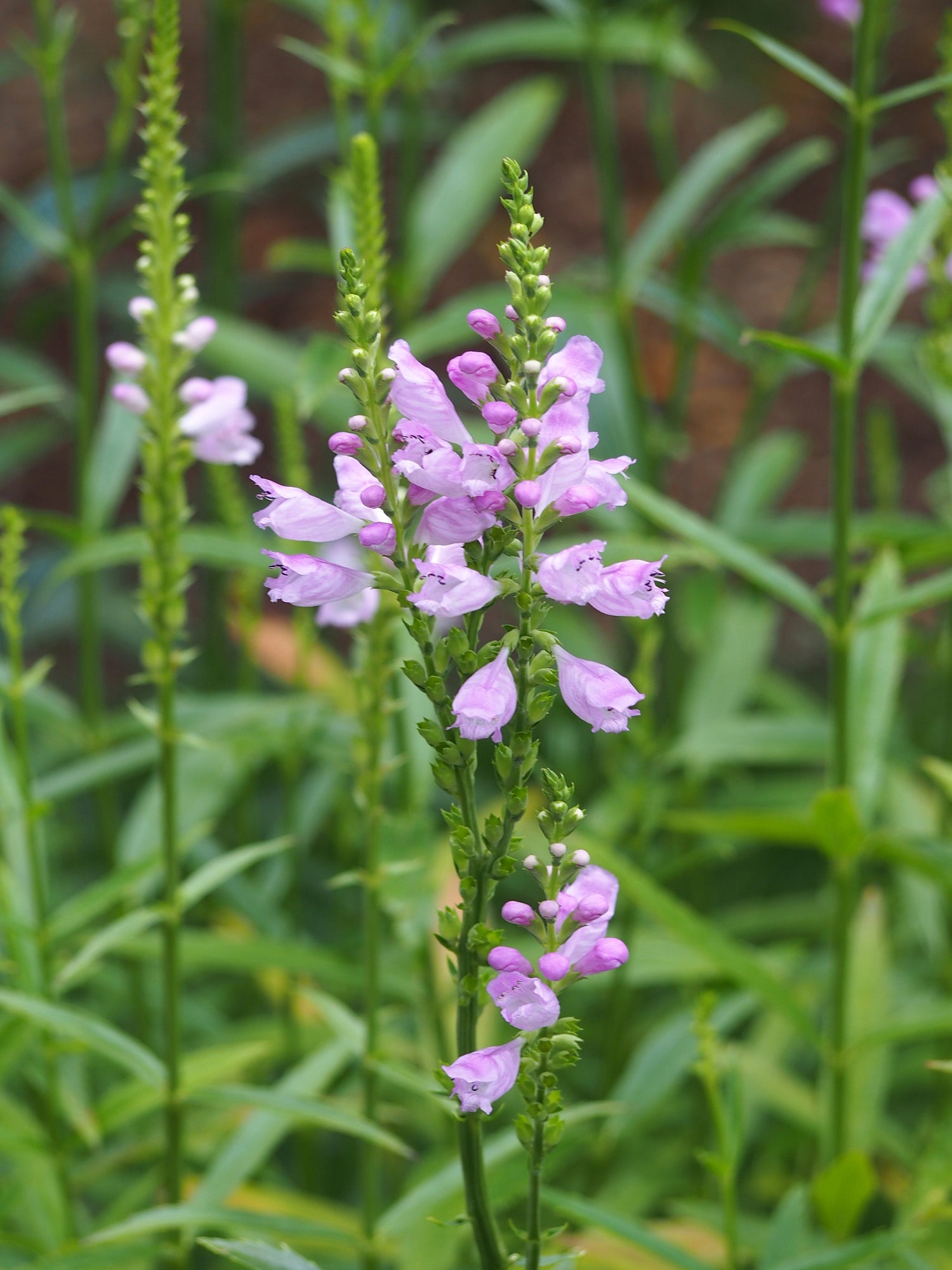 Obedient Plant Seeds
