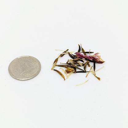 Cosmos, Carly's Pink Seeds