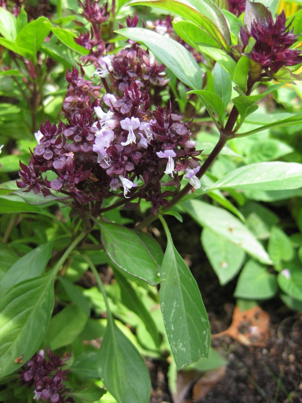 Thai Basil Seeds
