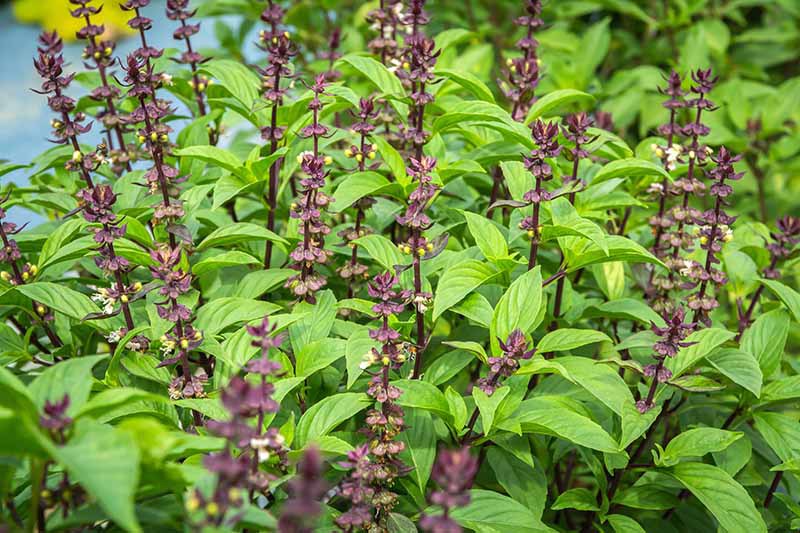 Thai Basil Seeds