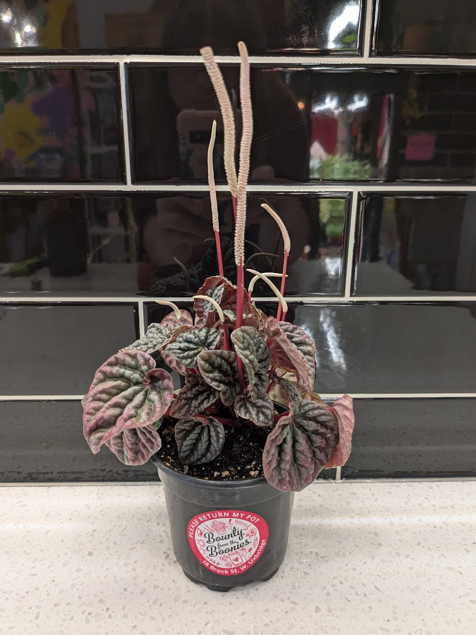 Peperomia Caperata - Ruby Ripple