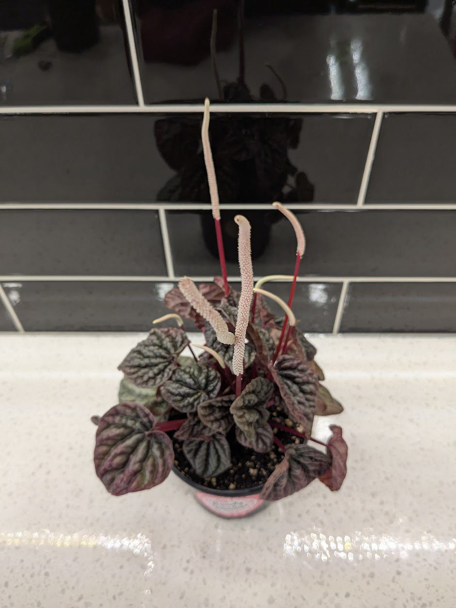 Peperomia Caperata - Ruby Ripple