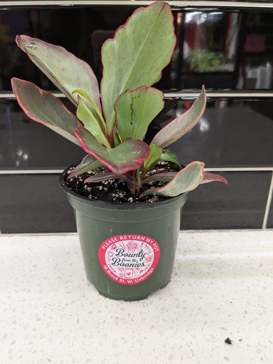 Peperomia Clusiifolia 6”