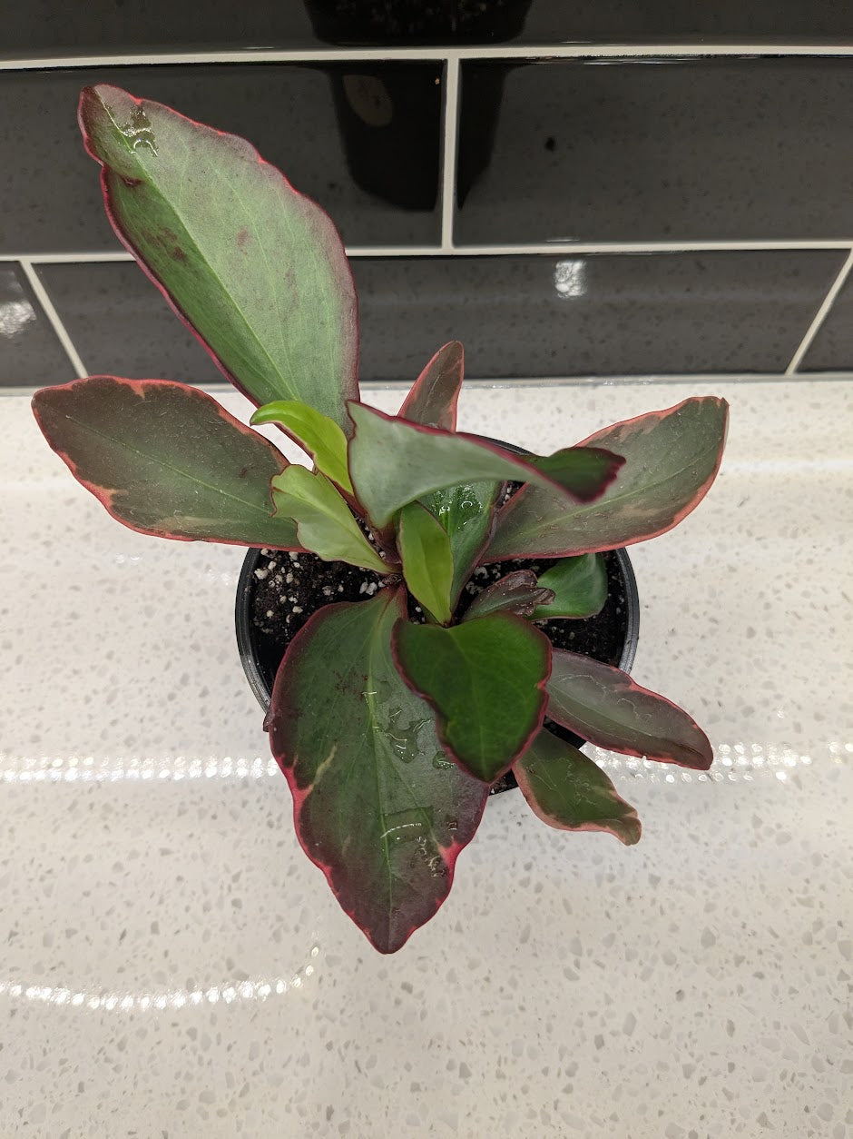 Peperomia Clusiifolia 6”