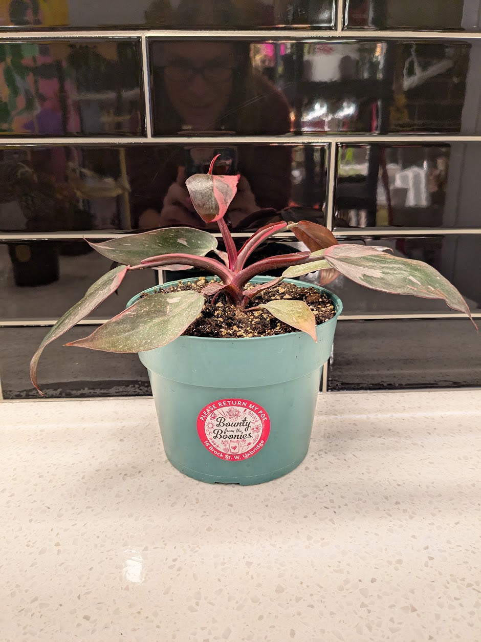 Philodendron - Pink Princess