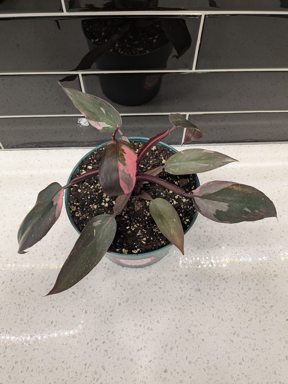 Philodendron - Pink Princess