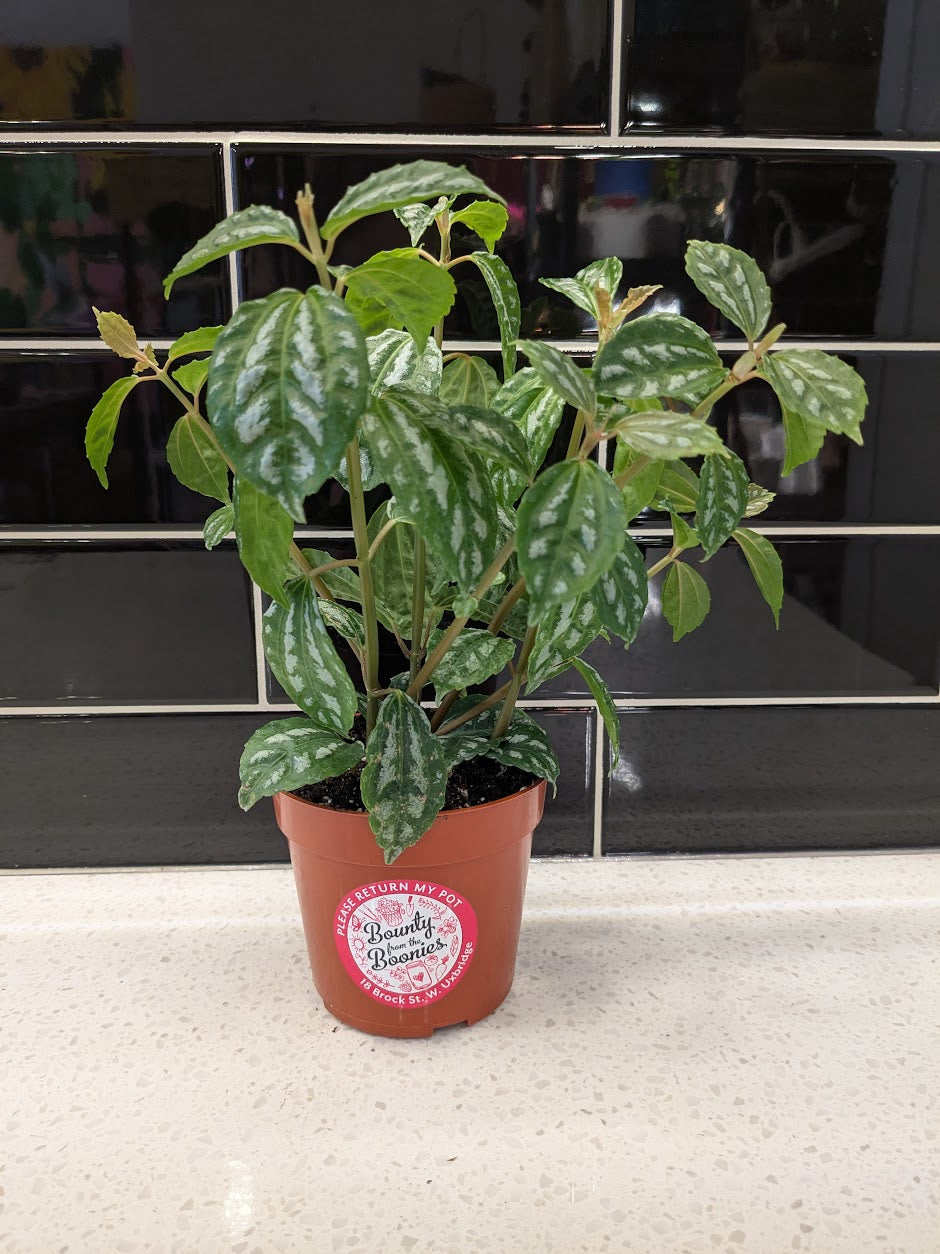 Pilea Aluminum 4” pot