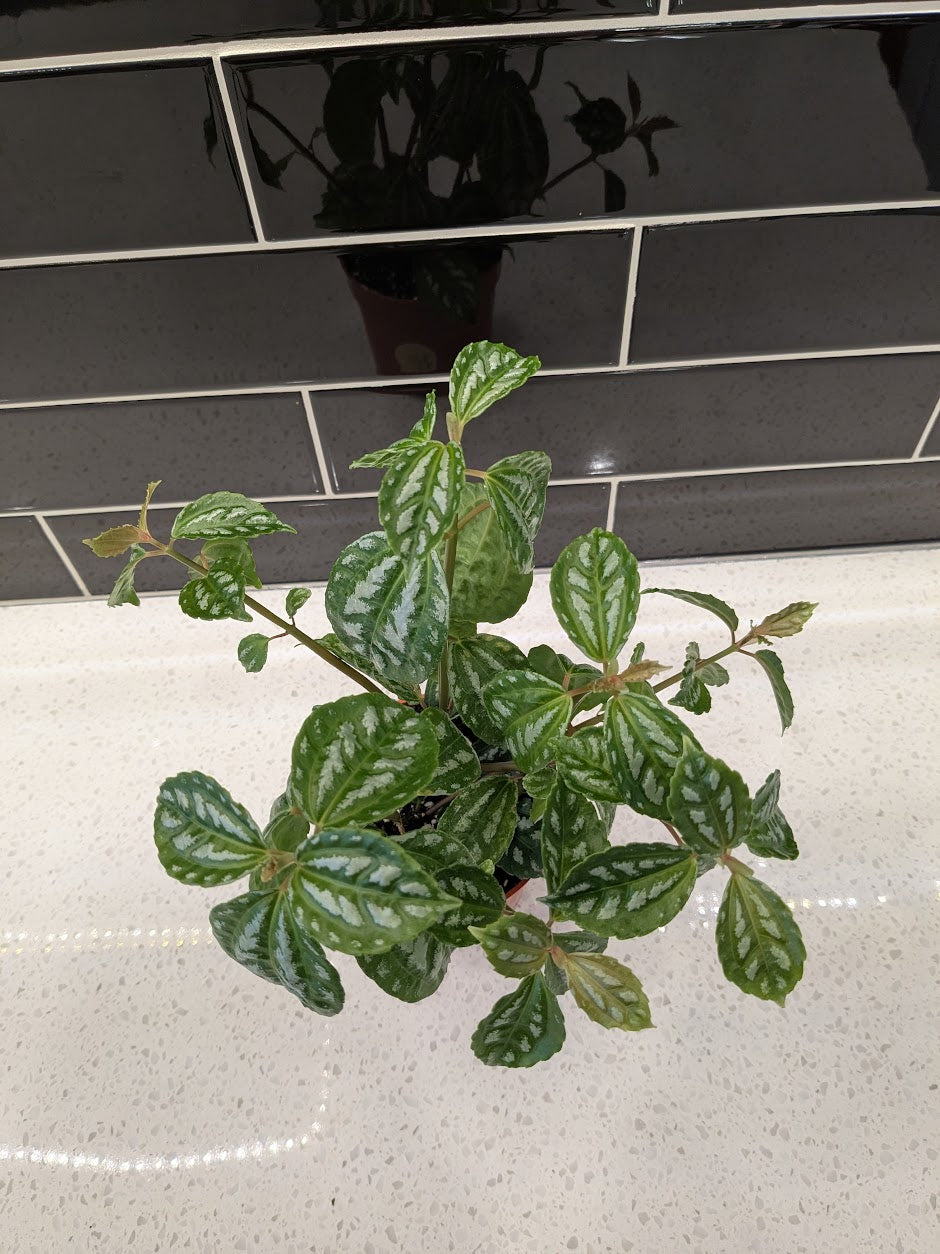 Pilea Aluminum 4” pot