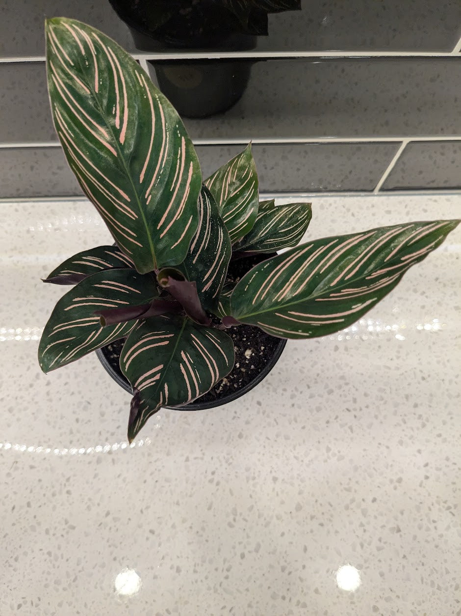 Calathea - Pinstripe