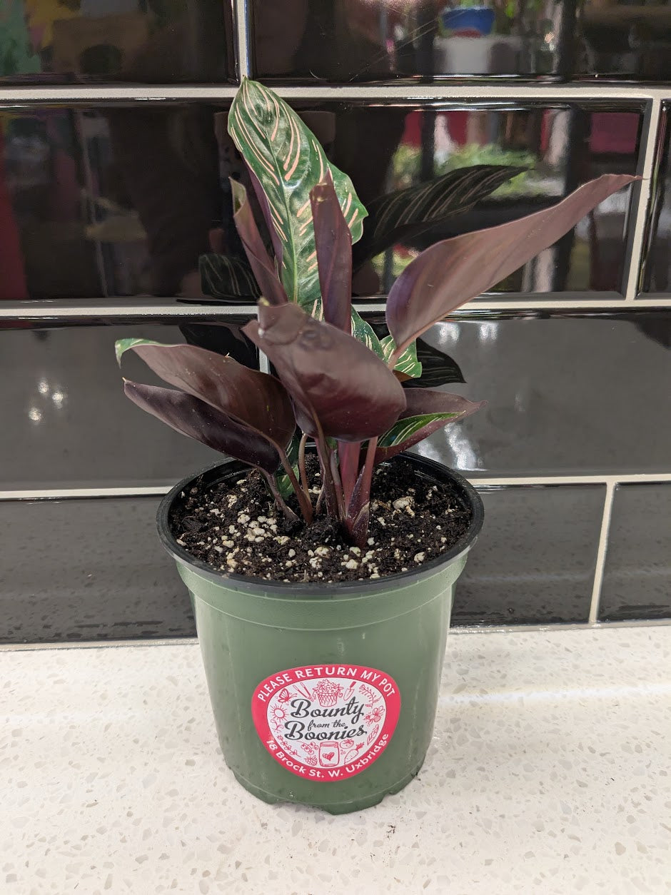 Calathea - Pinstripe
