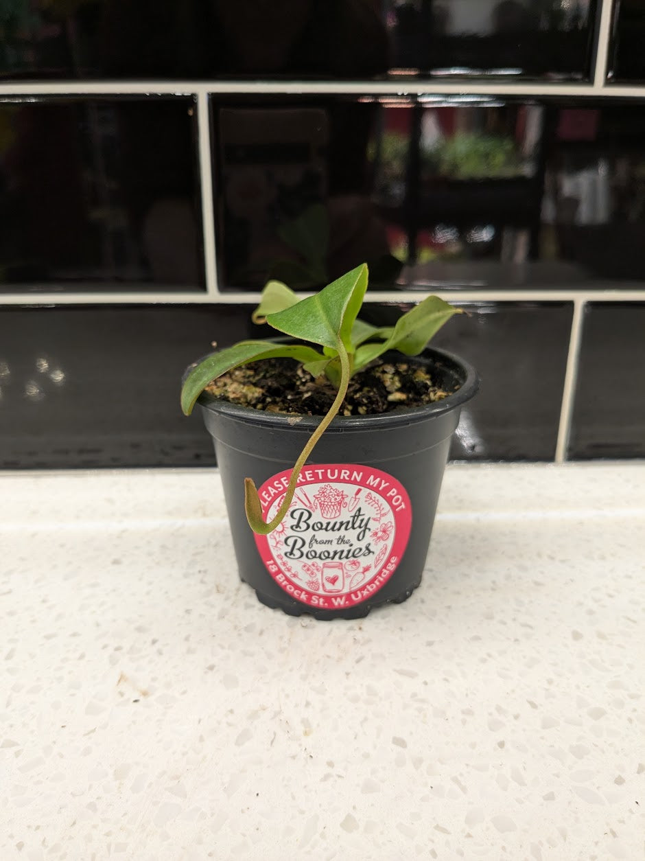 Asian Pitcher Plant  3”