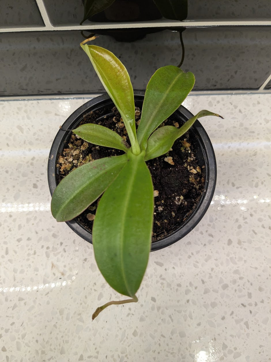 Asian Pitcher Plant  3”