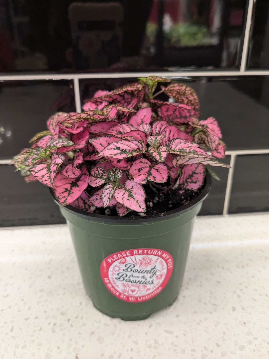Polka Dot Plant