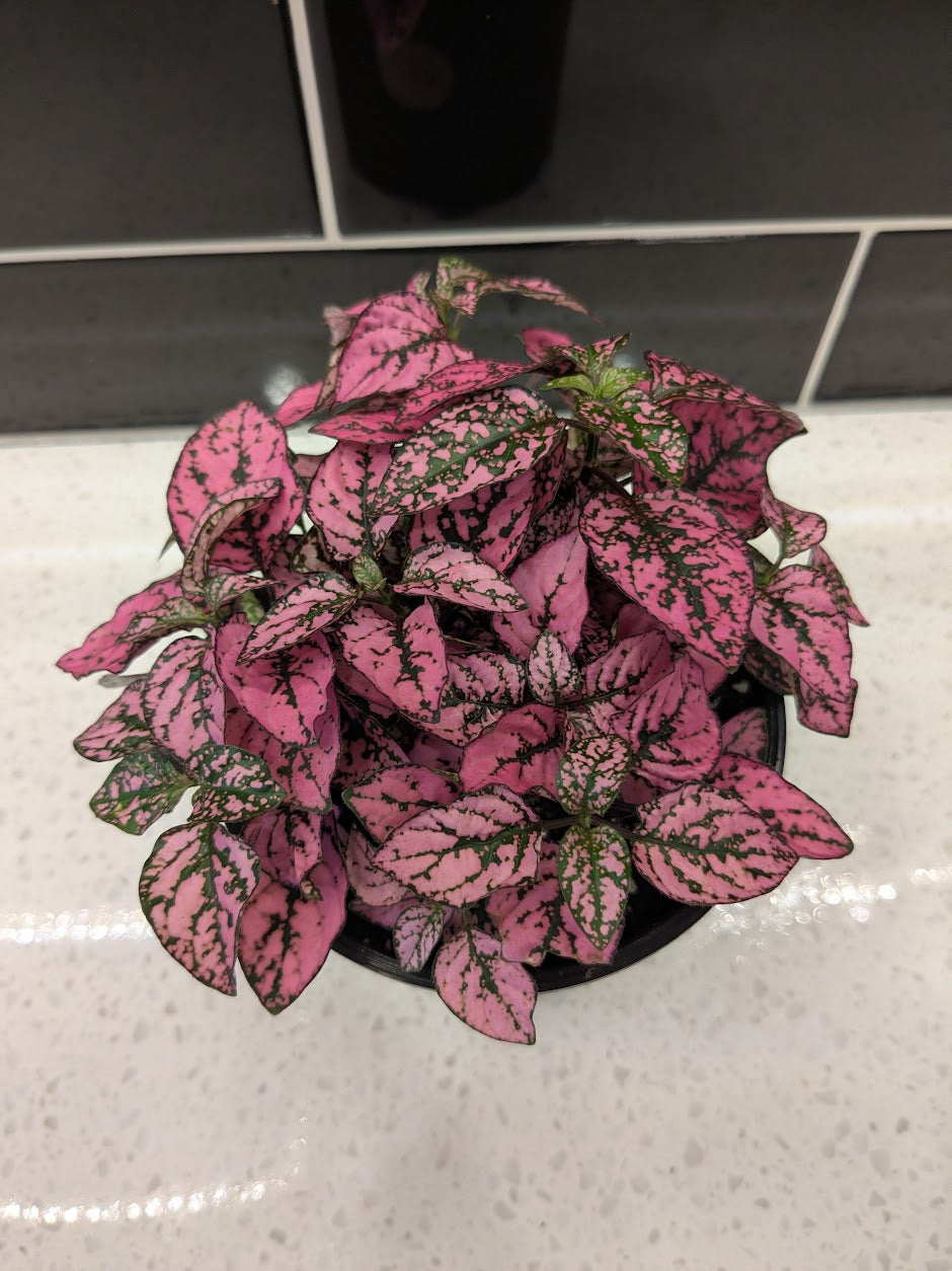 Polka Dot Plant