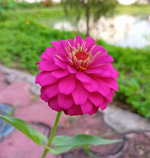 Zinnia, pom pom, Seedlings