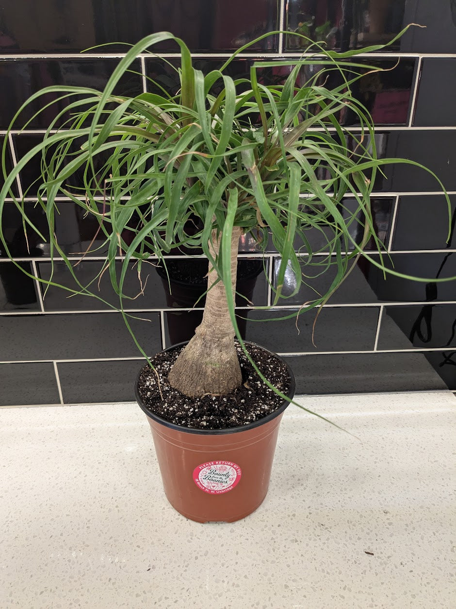 Ponytail Palm
