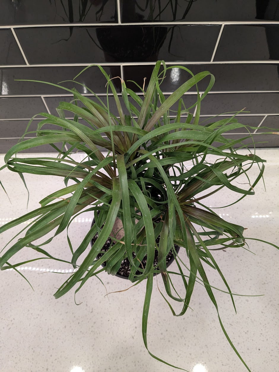 Ponytail Palm