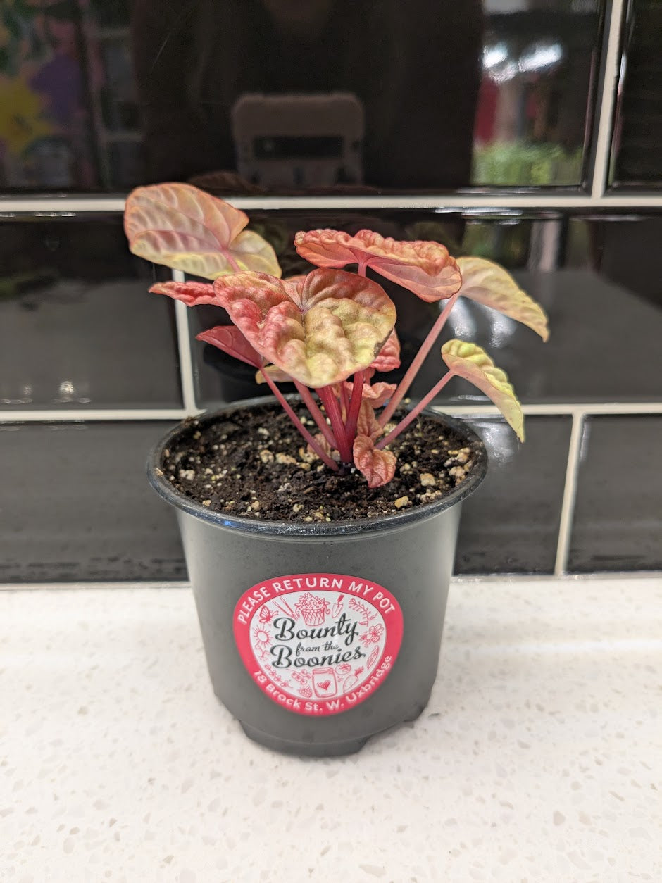 Peperomia Caperata - Quinto