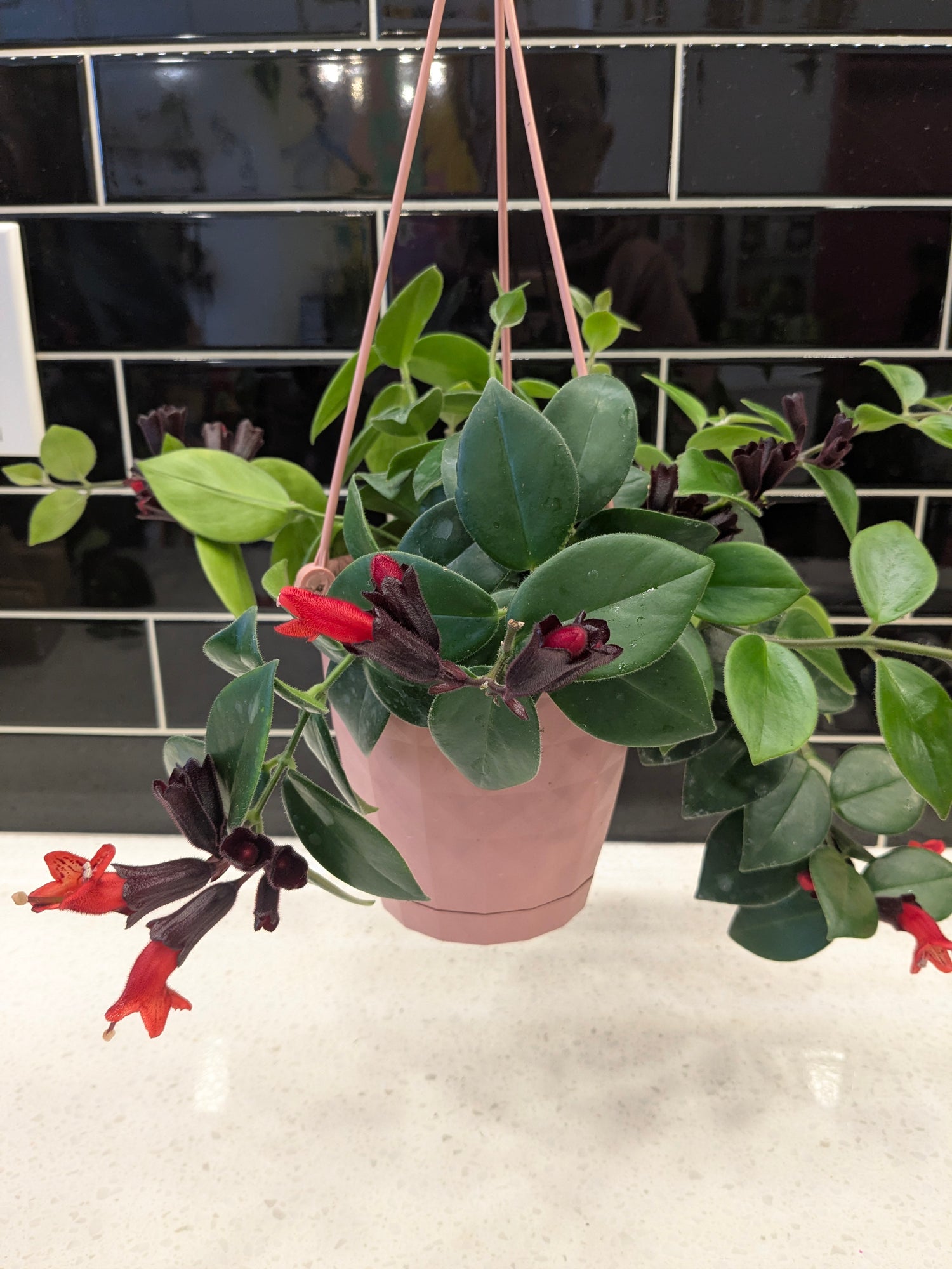Hanging Lipstick Plant “Mona Lisa”