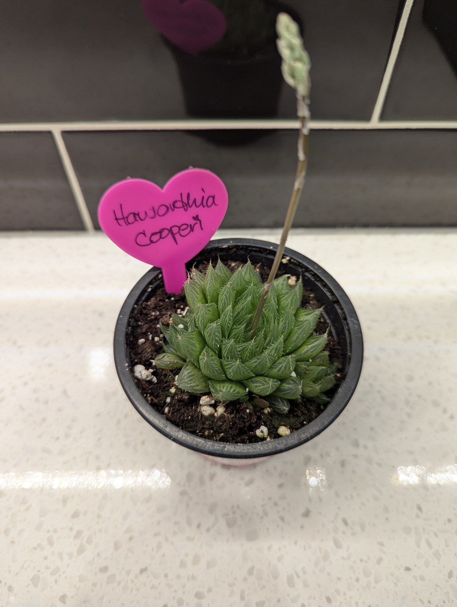 Haworthia Cooperi