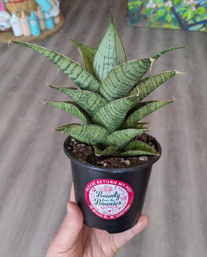 Sansevieria Piano 4"