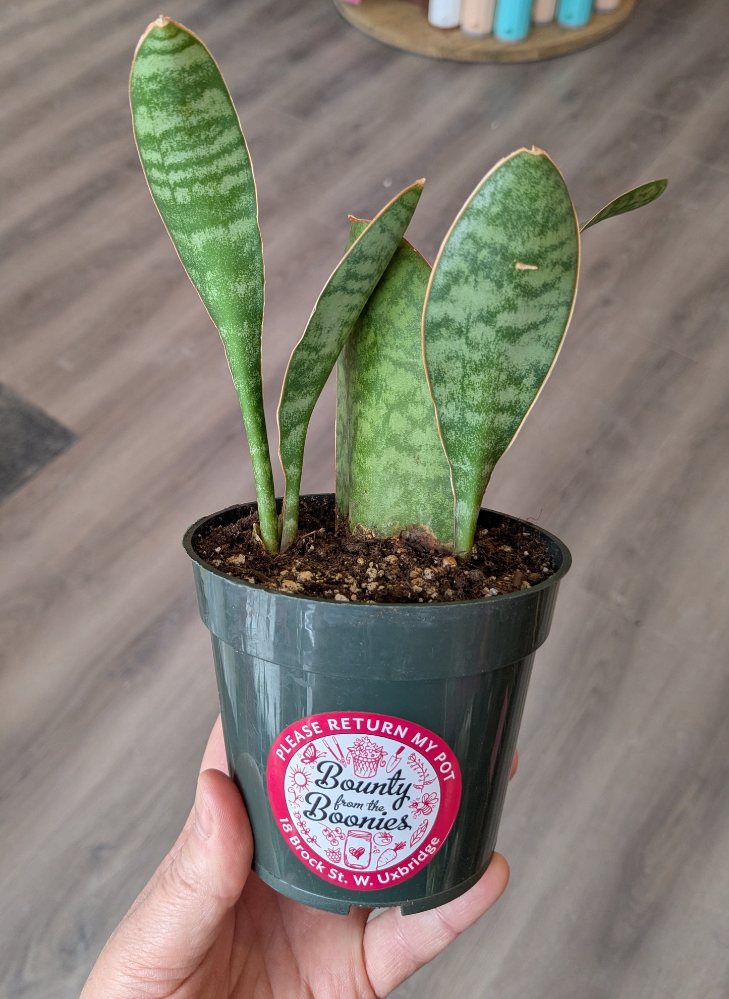 Whale Fin Snake Plant