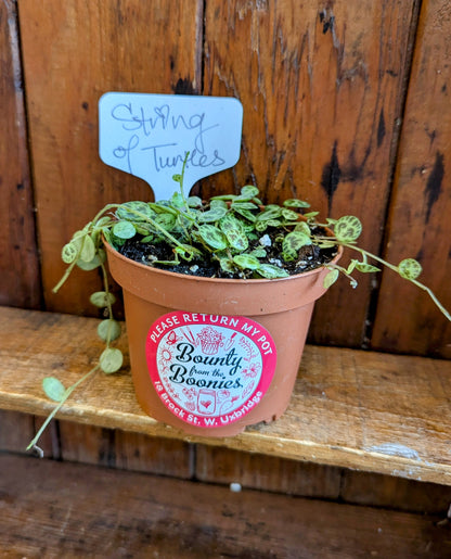 String of Turtles