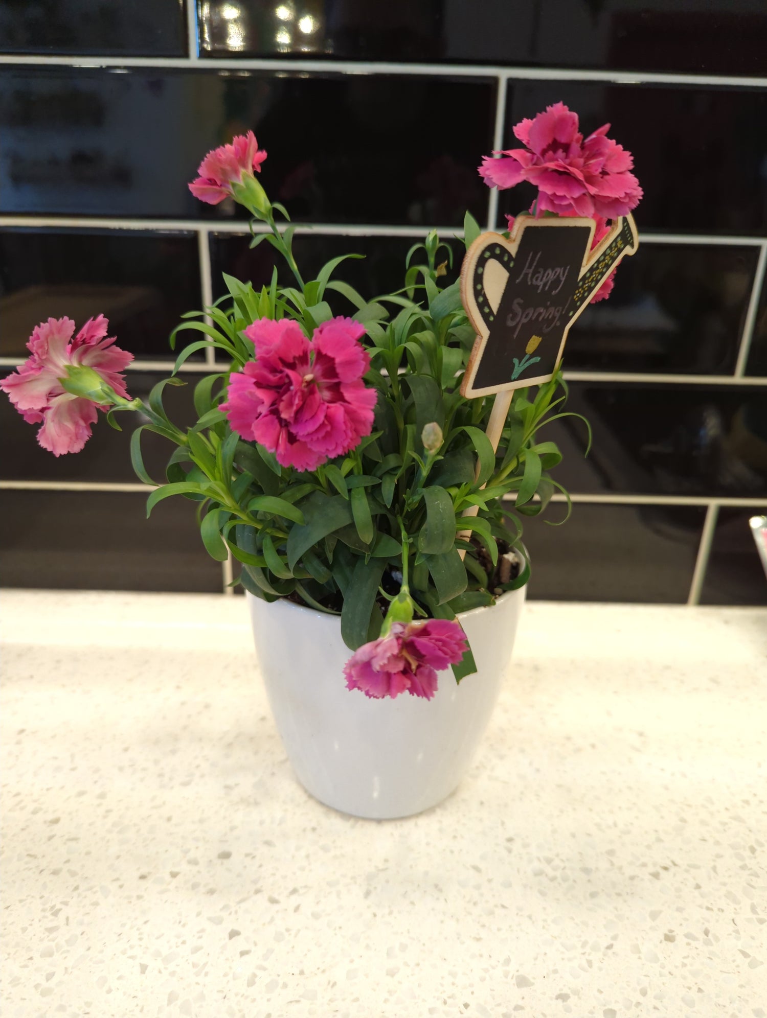 White Ceramic Pot with A Carnation and Happy Spring Sign