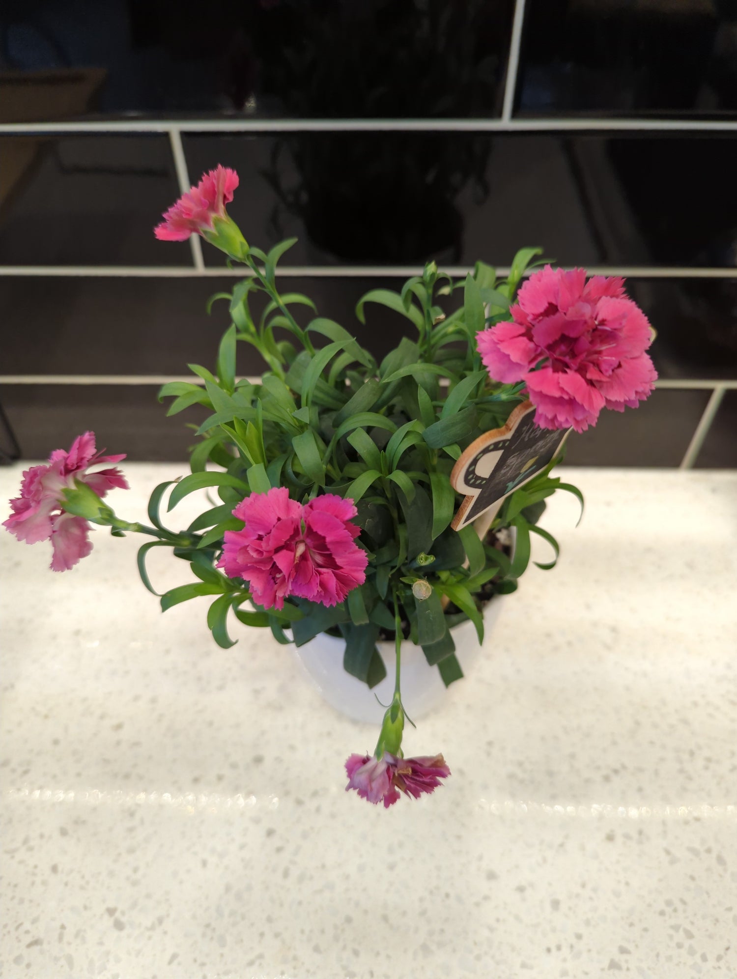 White Ceramic Pot with A Carnation and Happy Spring Sign