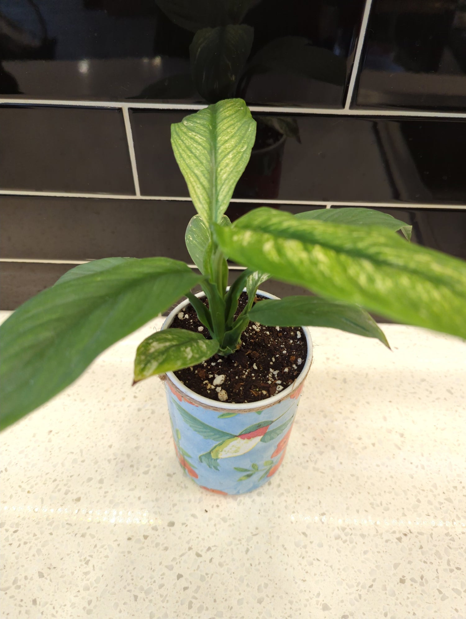 Hummingbird Pot with Peace Lily Sensation