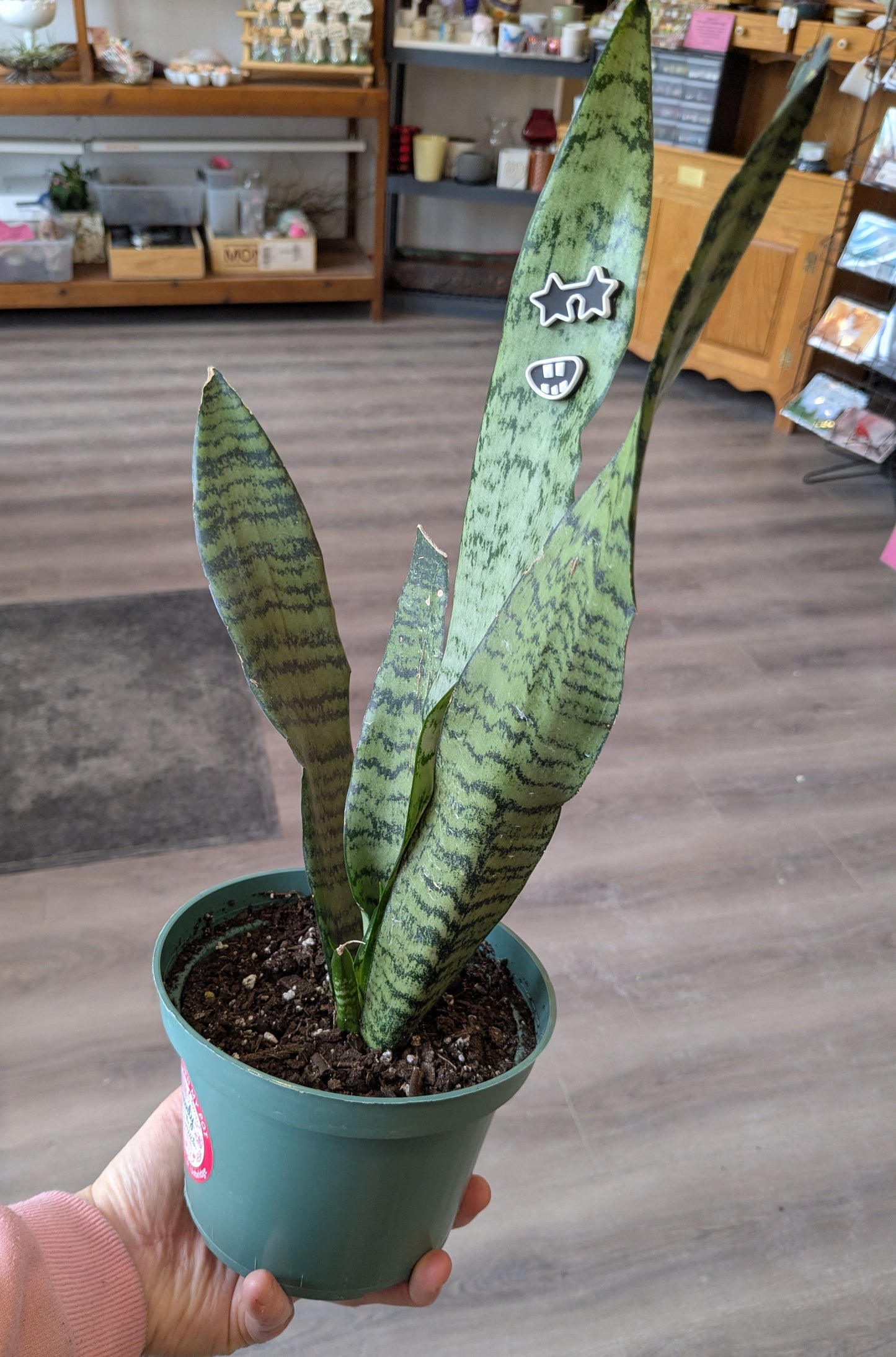 Snake Plant