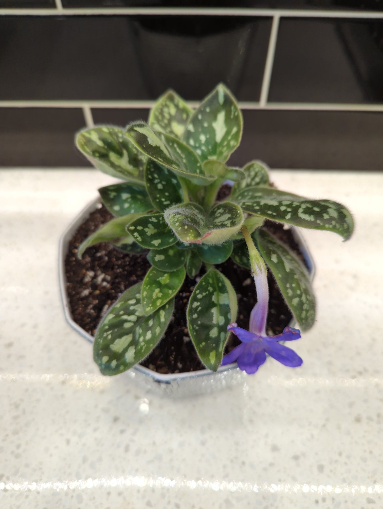 Octagonal Disco Planter with Michaelmoelleria Vietnamensis