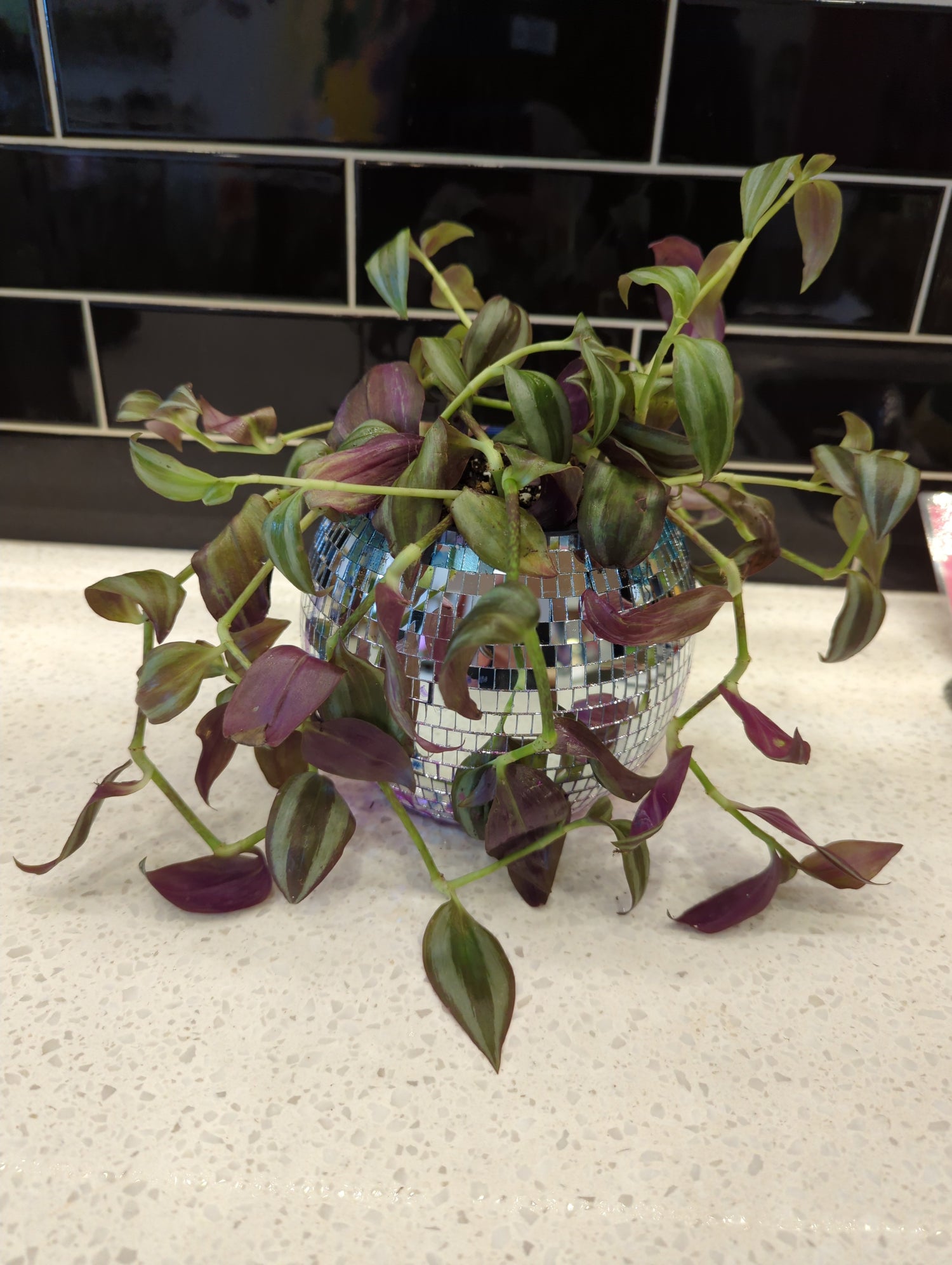 Disco Ball Planter with Tradescantia Zebrina