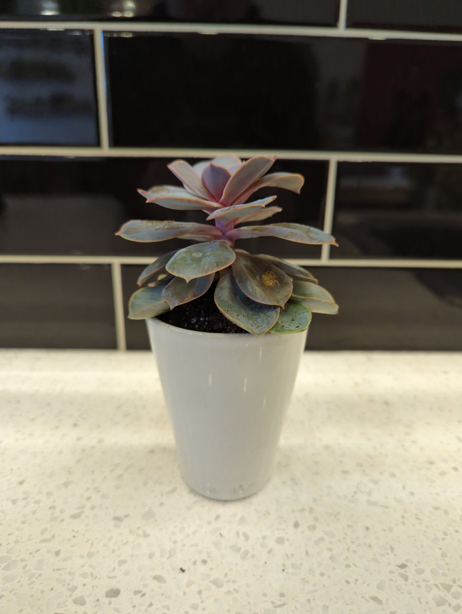 Small White Ceramic Pot with Succulent