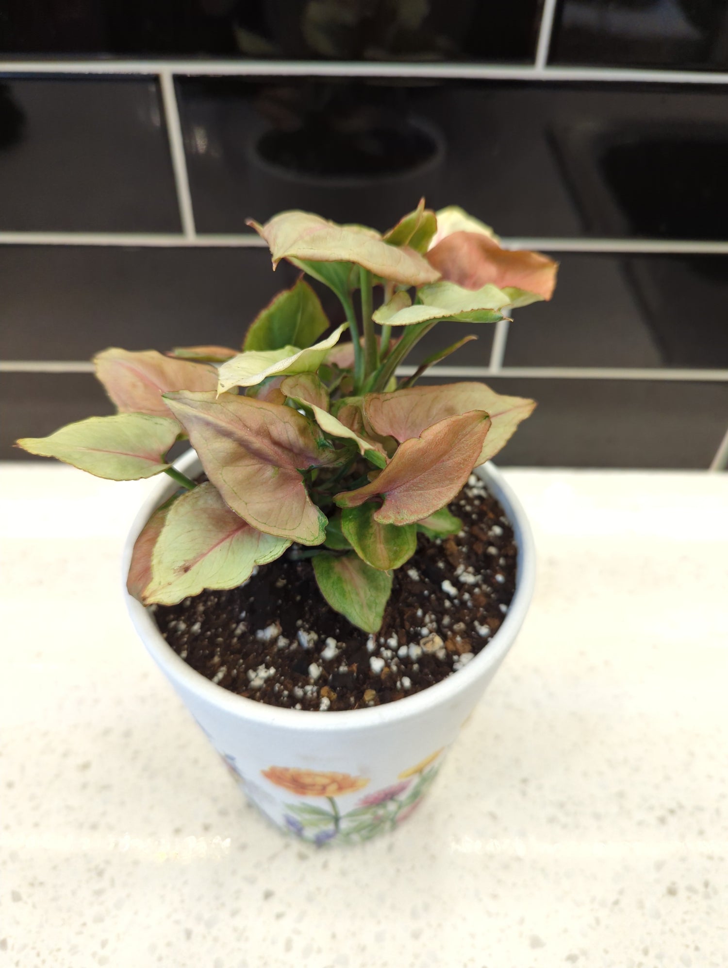 Wildflower Busy Bee Pot with Pink Perfection Syngonium