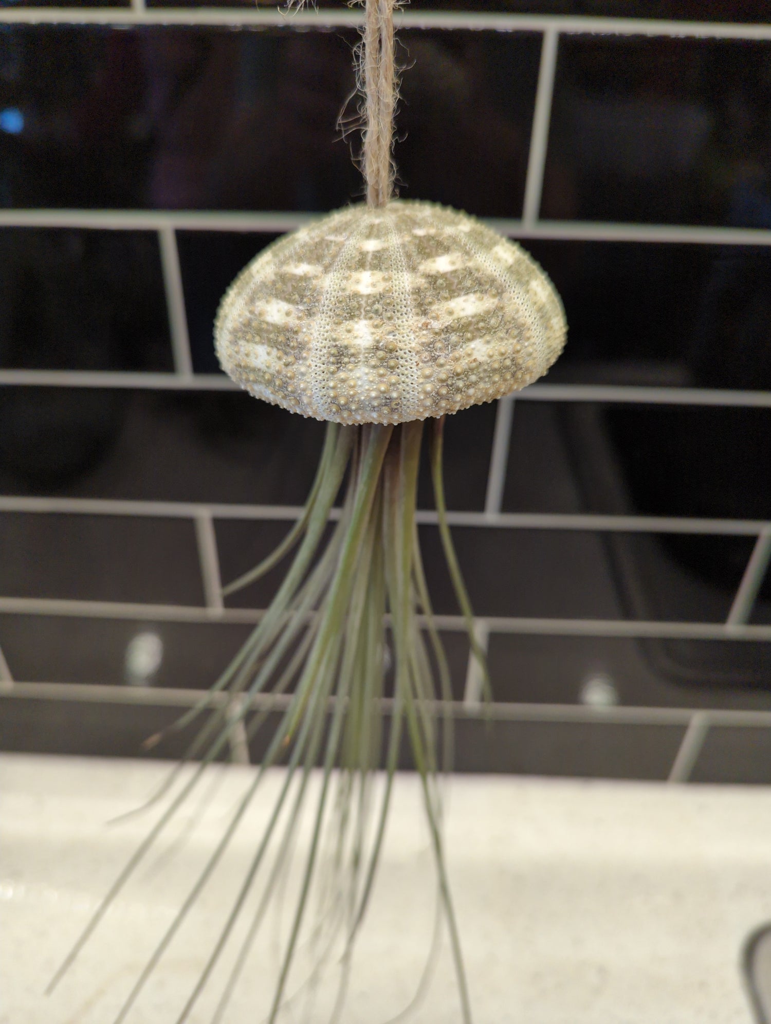 Sea Urchin Air Plant