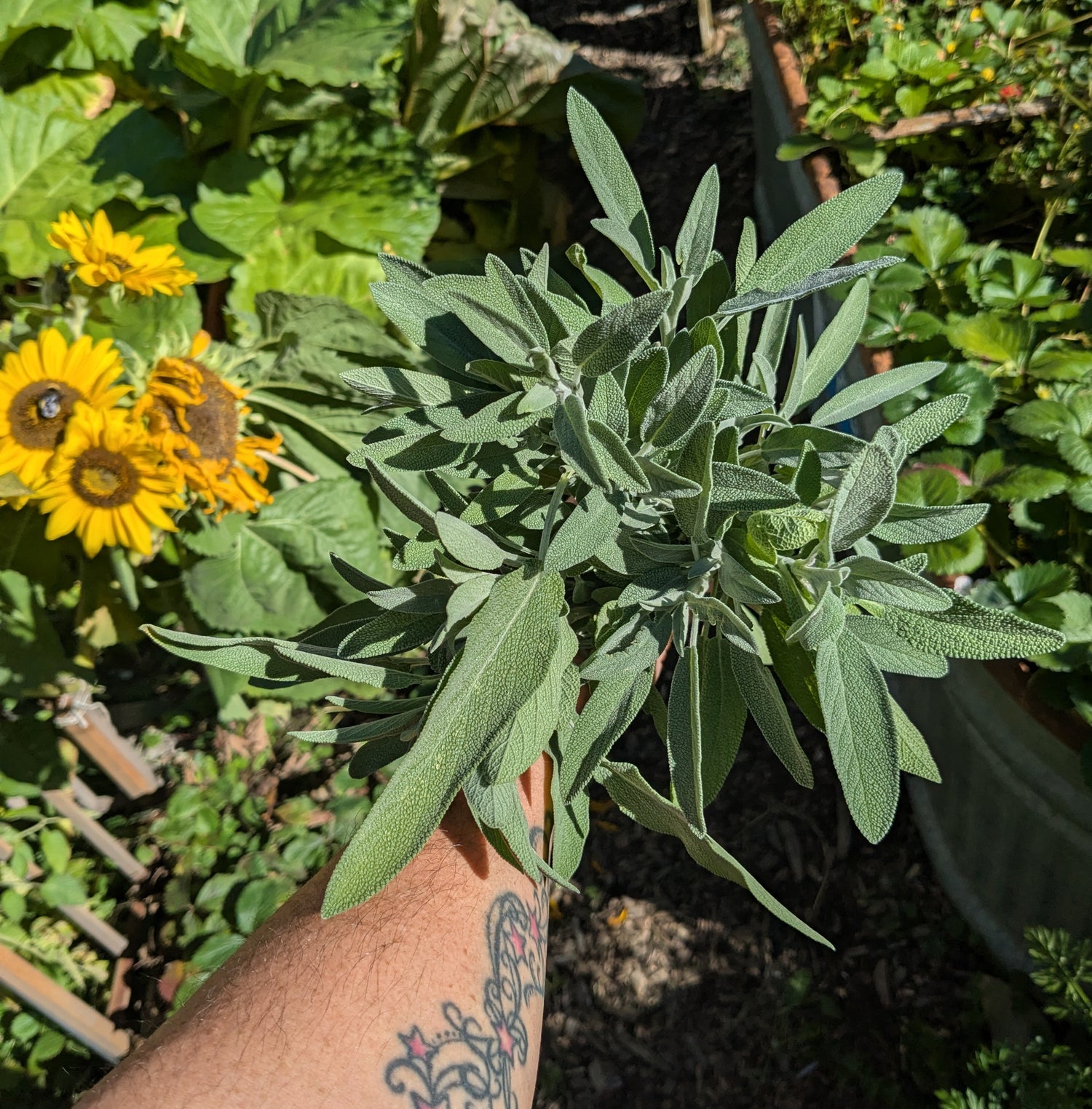 Fresh Sage Bundles