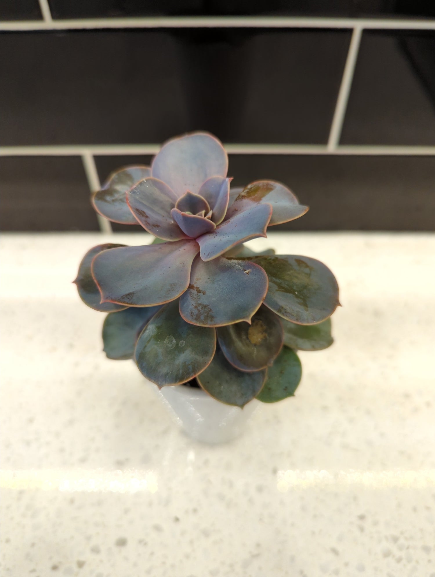 Small White Ceramic Pot with Succulent