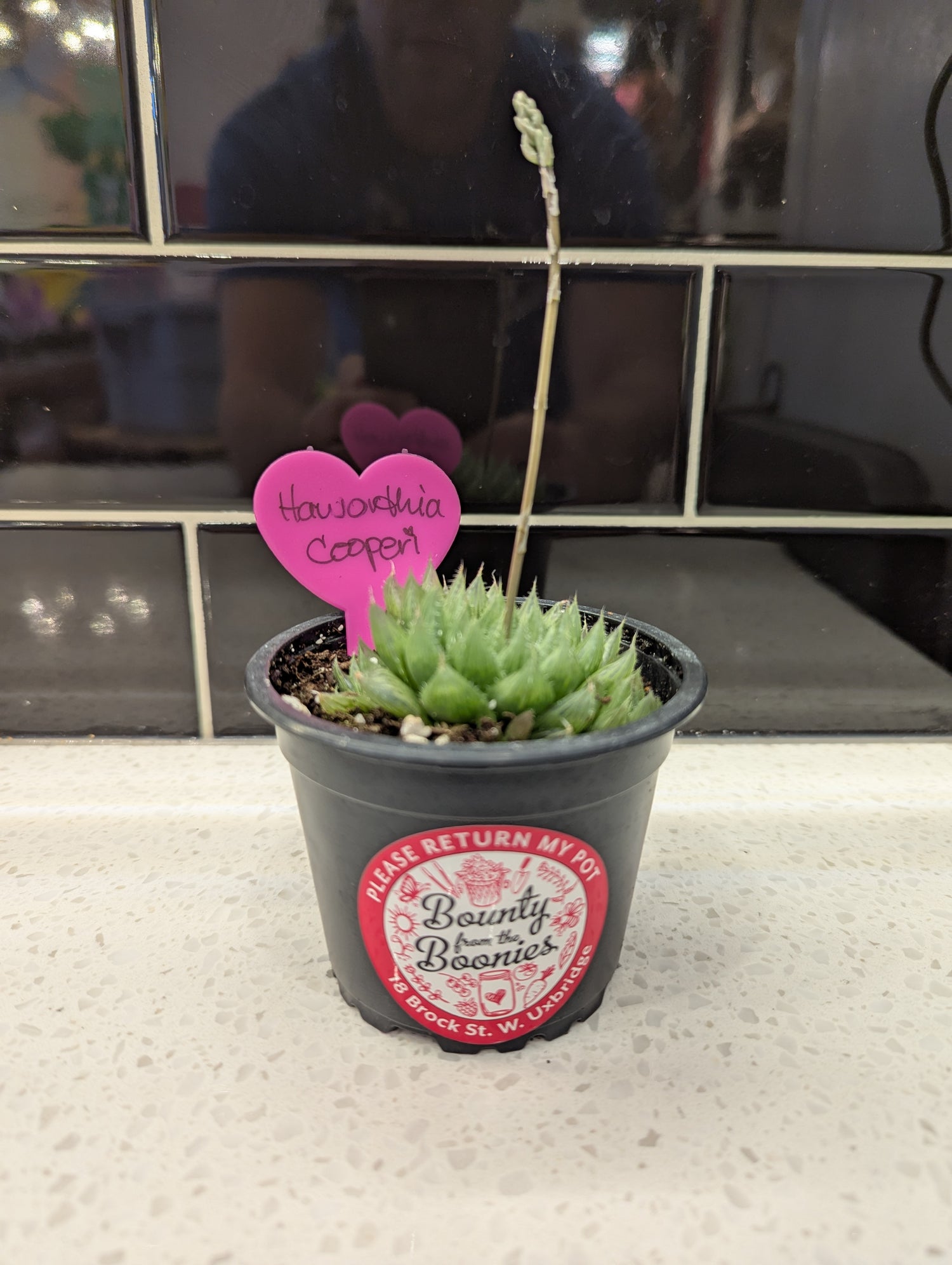 Haworthia Cooperi