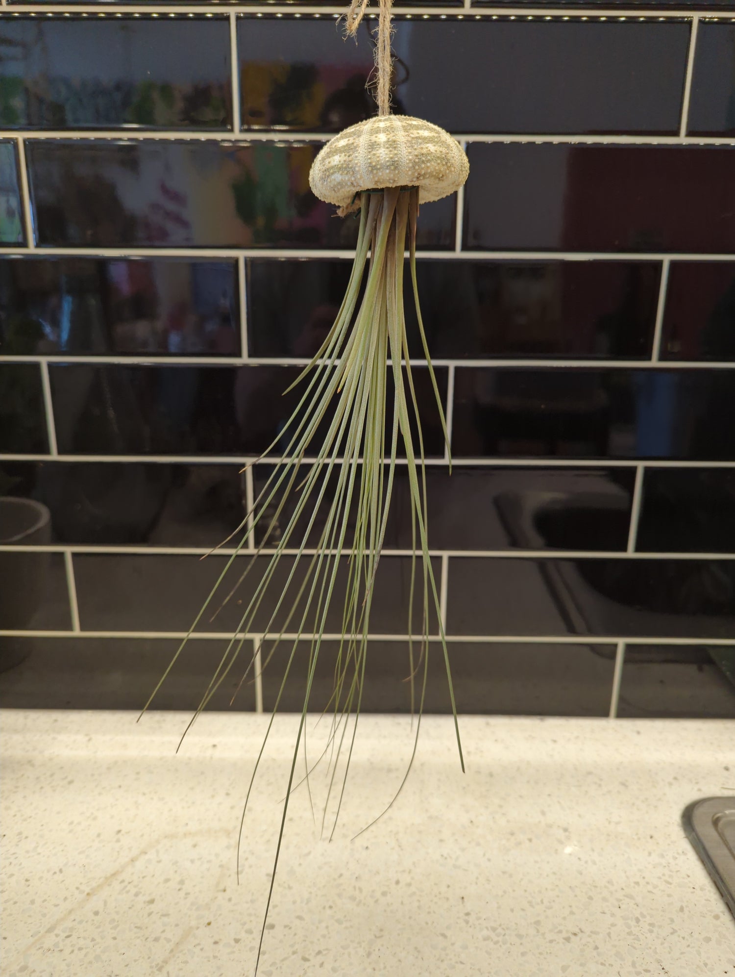 Sea Urchin Air Plant
