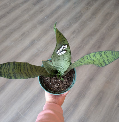 Snake Plant